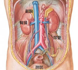 腹膜の解剖図