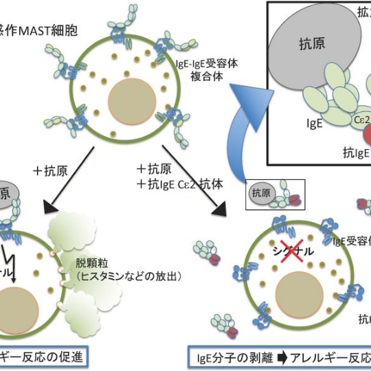 アロステリック効果を利用したI 型アレルギーを即座に抑える抗体医薬の発見